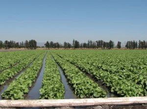 Cultivo de lechugas con riego por gravedad